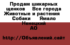 Продам шикарных щенков  - Все города Животные и растения » Собаки   . Ямало-Ненецкий АО